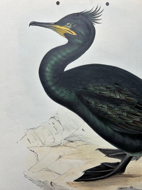 Shag or Green Cormorant, Antique Bird Print by John Gould, c.1832, view 3