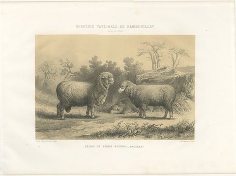 Mauchamp Merino Ram and Ewe, Rambouillet, Antique Sheep Print, 1873, view 2