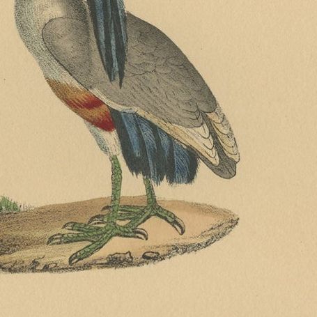 Pl. 158 Antique Bird Print of a Boat-billed Heron & Hamerkop by Lejeune 'c.1830', close-up 1