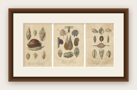Marine Elegance: A 19th Century Mosaic of Mollusk Diversity, 1845, shown framed