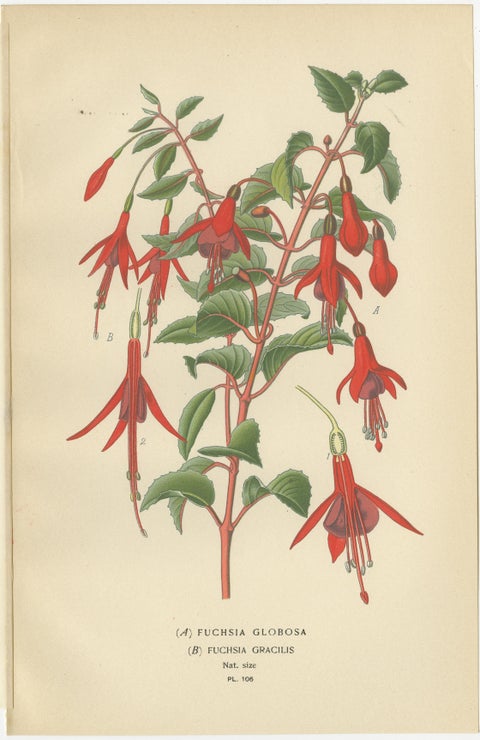 Botanical Prints: Fuchsia Globosa, Fuchsia Fulgens & Gaura Lindheimeri, 1897, view 2