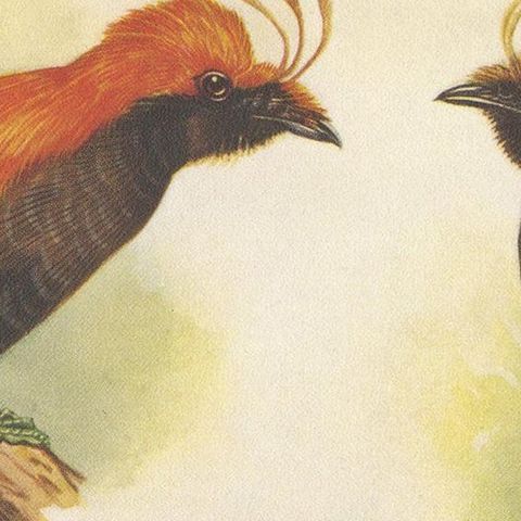 Antique Print of various Crested Golden Bird & Lauterbachs Bower Bird, 1950, close-up 1