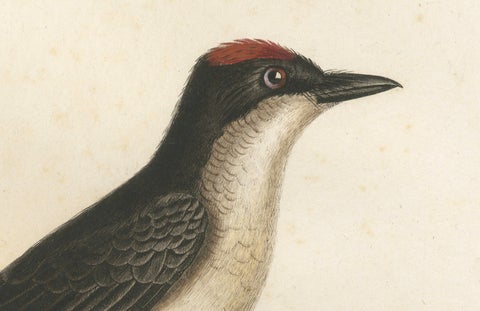 1807 Vermilion Flycatcher Handcolored Print- Antique Ornithological Illustration, close-up 1
