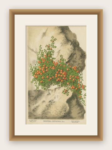 Antique Botany Print of Nertera Granadensis '1876', shown framed
