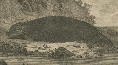 Antique Print of a Sea Otter of Nootka Sound in British Columbia, Canada, 1801, close-up 2