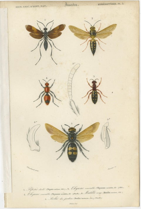 Set of Five Antique Prints of Flies and Hymenoptera Insects, 1861, view 4