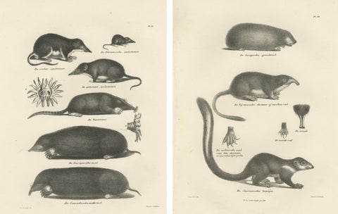 Moles, Shrews, and Burrowing Mammals from 'The Mammals' Natural History, 1836, view 4