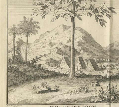 Coffee, Aloe, and Date Trees, Exotic Botanical Engraving, Dutch, c.1730, close-up 5