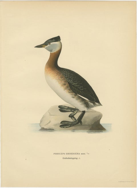 Antique Great Crested Grebe Bird Lithographs Set of 2, Podiceps - 1929, view 3