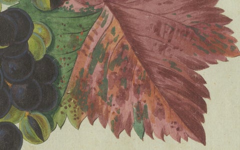 Vineyard Treasures: Exquisite Hand-Colored 19th-Century Grapevine Engraving, close-up 1