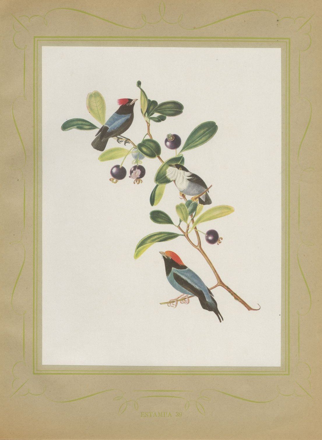 Manakins, Brazilian Bird Print, Descourtilz, 1944