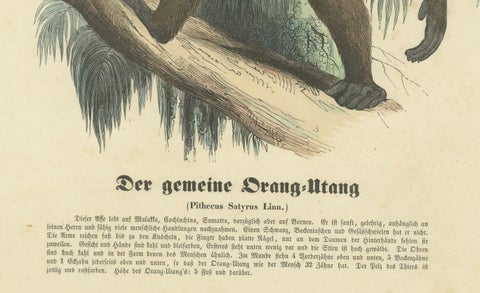 Der gemeine Orang-Utan (Common Orangutan) - Hand-Colored Zoological Print, 1840, close-up 2