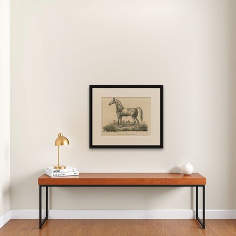 Antique Print of an Arabic Horse Named Gentile, shown framed on a wall