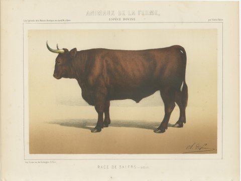 Salers Ox, French Cattle Breed, Antique Chromolithograph by Borie, 1863, view 2