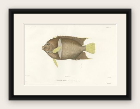 Antique Print of the King Angelfish, Hand-Colored French Lithograph, 1845, shown framed
