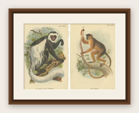 Set of 2 Antique Prints of Guereza Monkey species by Lloyd, circa 1894, shown framed