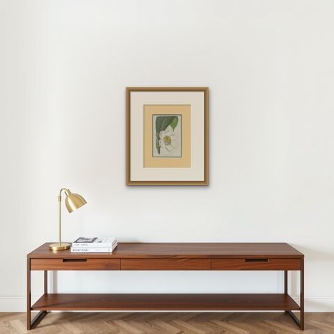 Antique Botany Print of the Gustavia Insignis by Van Houtte 'c.1845', shown framed on a wall