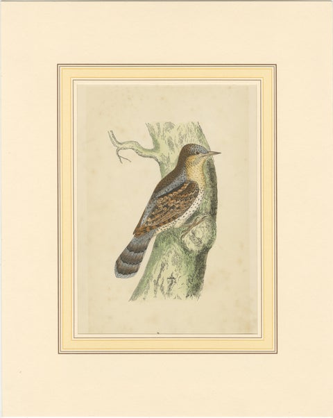 Antique Bird Print of a Wryneck, circa 1880, view 2