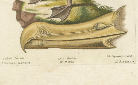 Der Albatros - Hand-Colored Engraving of the Albatross by Johann Seligmann, 1770, close-up 4