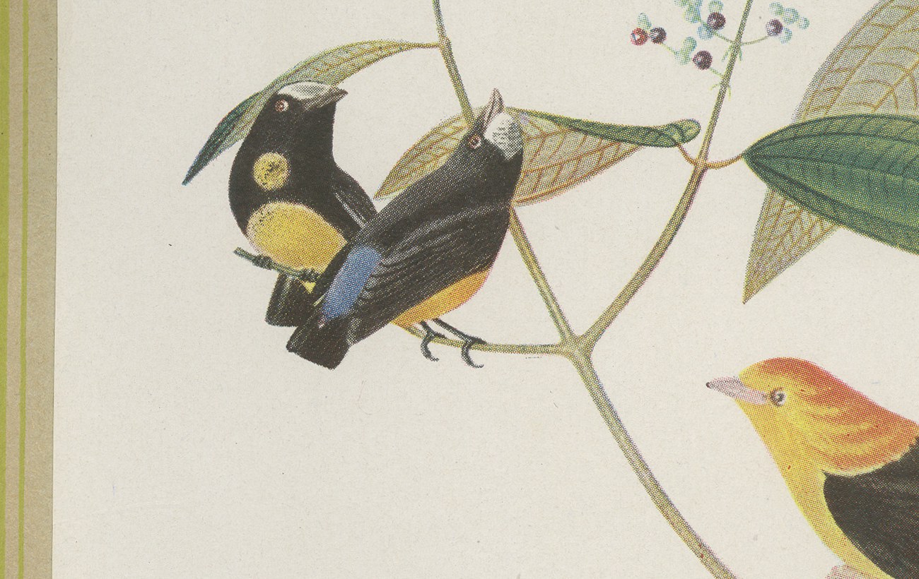 Cotingas and Long-Tailed Manakins, Brazilian Bird Print, Descourtilz, 1944, view 4