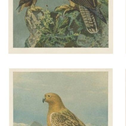 Birds of Prey, Complete Set of 10 Chromolithographs, Eagles & Falcons c1890, close-up 2