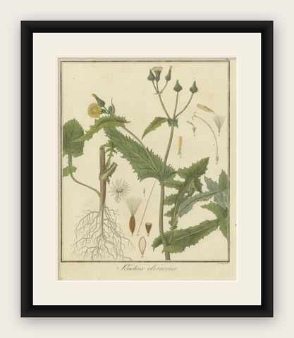 Botanical Illustration of Sonchus Oleraceus or Common Sow Thistle, 1822, shown framed