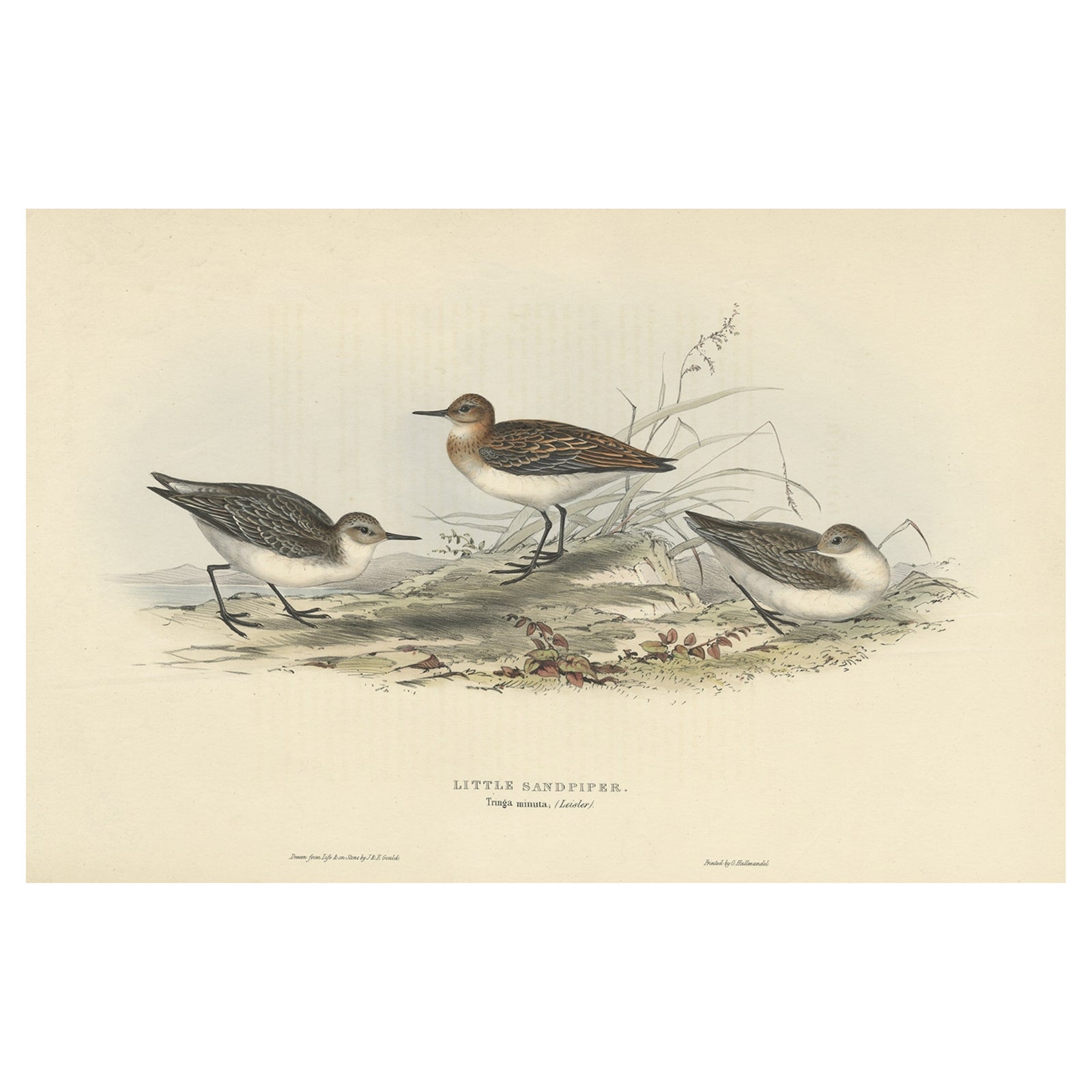 Antique Bird Print of the Little Sandpiper by Gould, 1832