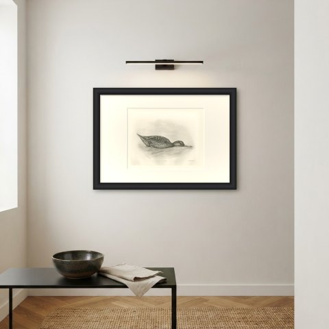 Shoveler Duck Feeding at the Surface after Lilian Medland, c. 1909, shown framed on a wall