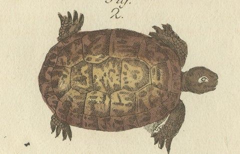 Original Antique Print of Sea Turtle and Freshwater Turtle by Bertuch, c. 1790, close-up 1