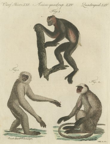 Gibbon and Monkeys, Antique Bertuch Print, Vienna, circa 1805