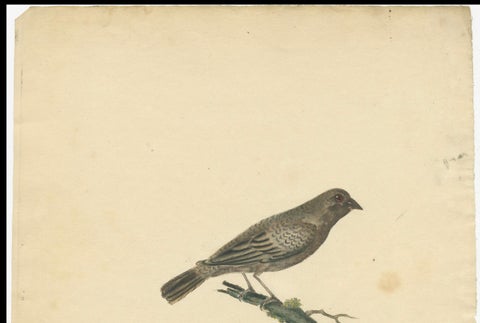 Old Original Engraving of the Female The Black-faced Bunting, 1794, close-up 2