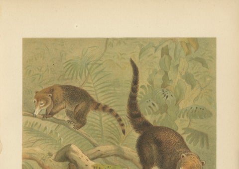 White-Nosed Coati, Antique Tropical Animal Chromolithograph, 1894, close-up 6