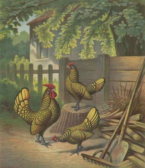 The Golden-Laced Bantam - A Rare 19th Century Poultry Lithograph, close-up 4