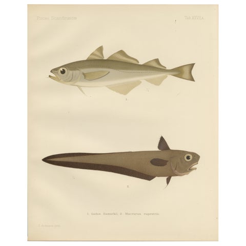 Esmark's Cod and Grenadier Fish - Rare and Striking Scandinavian Litho, 1895