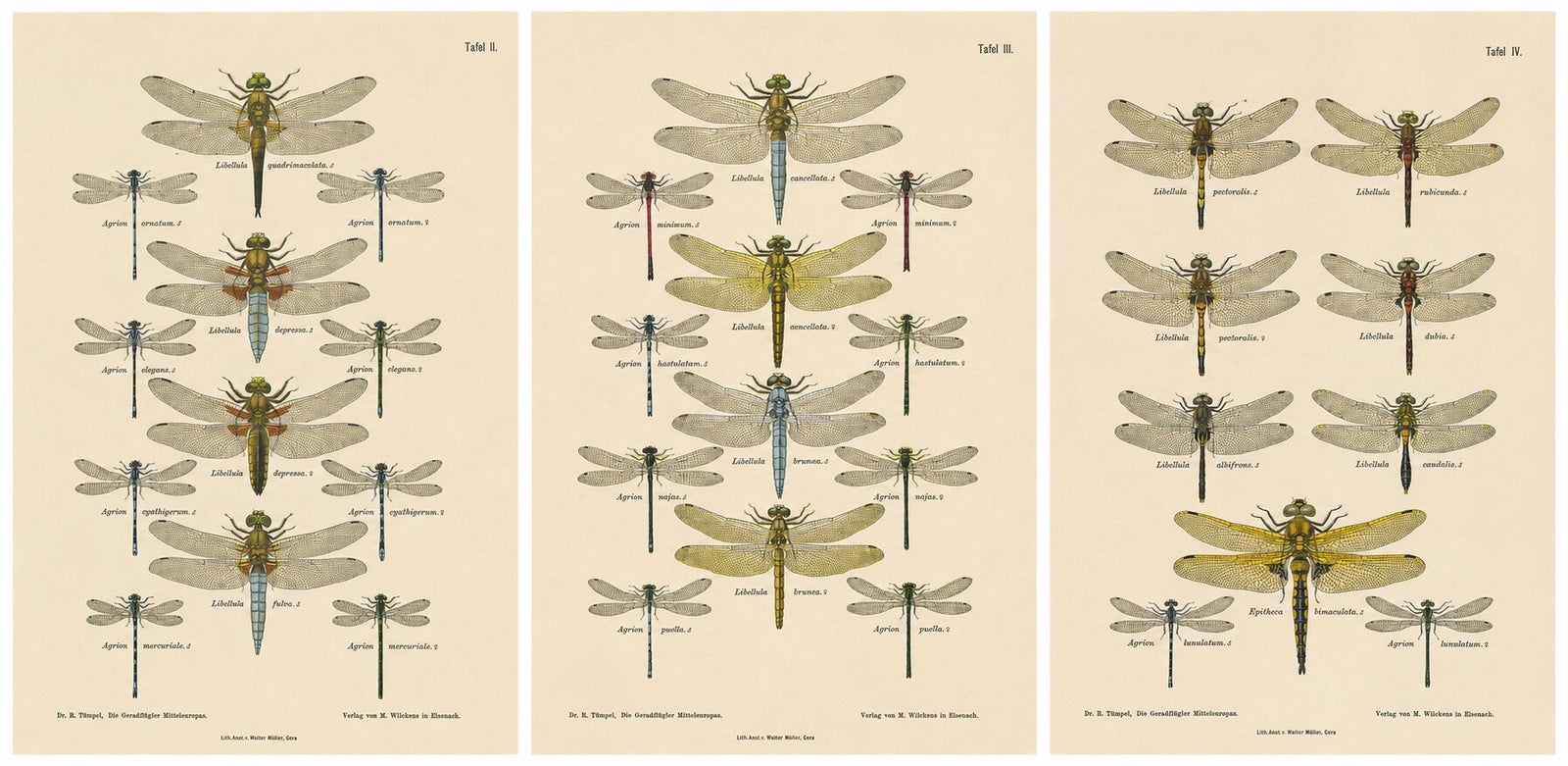 Set of Three Dragonfly Lithographs from Die Geradflügler Mitteleuropas, 1908