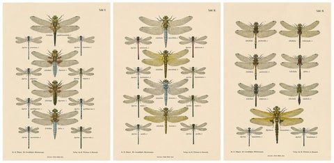 Set of Three Dragonfly Lithographs from Die Geradflügler Mitteleuropas, 1908