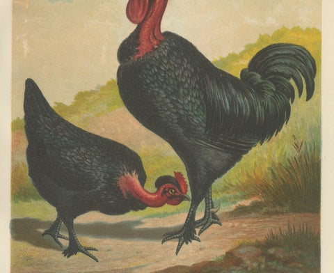 Black Zevenbergen Naked Neck Chickens - A Striking 19th-Century Poultry Print, close-up 1