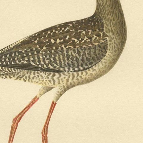 Antique Bird Print of the Spotted Redshank by Von Wright, 1929, close-up 2