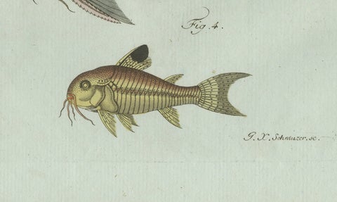Original Antique Print of Gar and Exotic Armored Fish by Bertuch, c. 1800, close-up 1