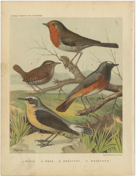 Antique Bird Print of the Robin, Wren, Redstart and Wheatear, circa 1880, view 3