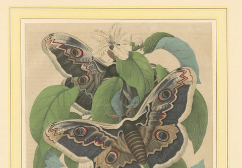 19th-Century Hand-Colored Lithograph of Giant Moths and Silkworm Life Cycle, close-up 1