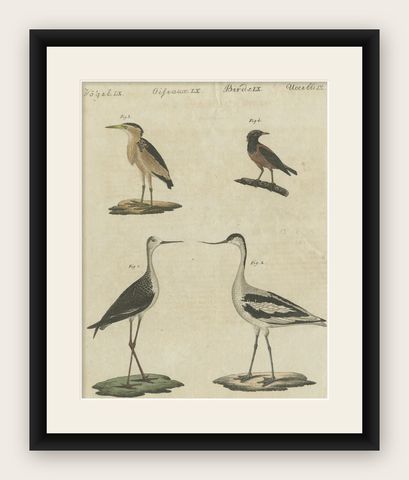 Antique Print of Various Birds Including the Little Bittern, shown framed
