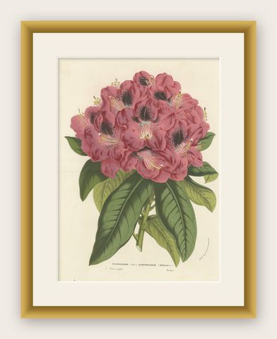 Stamford Rhododendron: Hand-Colored Lithograph by Louis van Houtte, 1855, shown framed