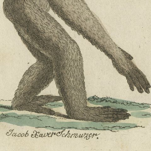 Gibbon and Monkeys, Antique Bertuch Print, Vienna, circa 1805, close-up 1