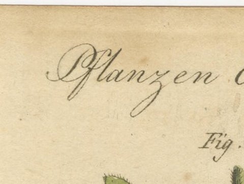 Antique Botanical Engraving, Yellow Flower & Pink Bladder Senna, Pflanzen CXXXV, view 4
