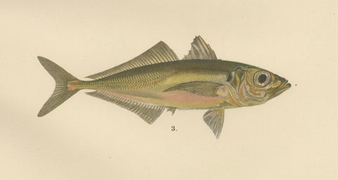 Armored Bullhead, Atlantic Mackerel and Horse Mackerel - Amazing 1895 Fish Litho, close-up 3