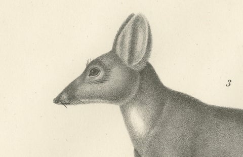 Rare 19th-Century Lithograph of Marsupials Showing the Potoroo and Kangaroo Rat, close-up 2