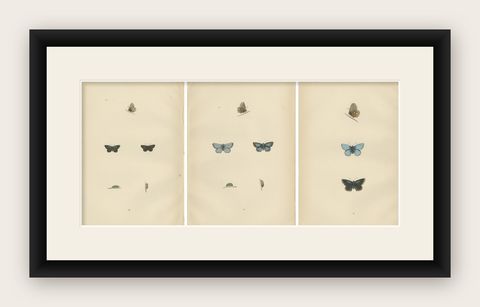 British Handcolored Lepidoptera: Treasures from A History of British Butterflies, shown framed