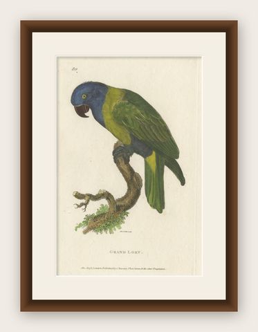 Hand Colored Antique Bird Print of a Lory Parrot, shown framed