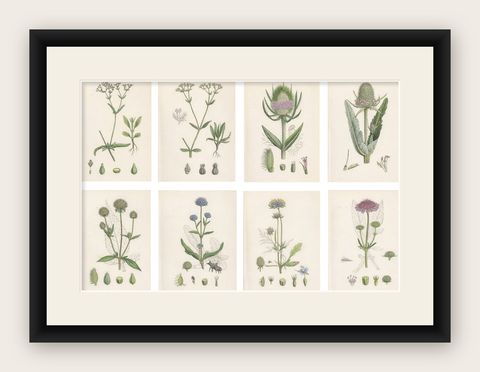 Set of 8 English Botanical Prints 1902, Teasel & Scabious, Sowerby, shown framed
